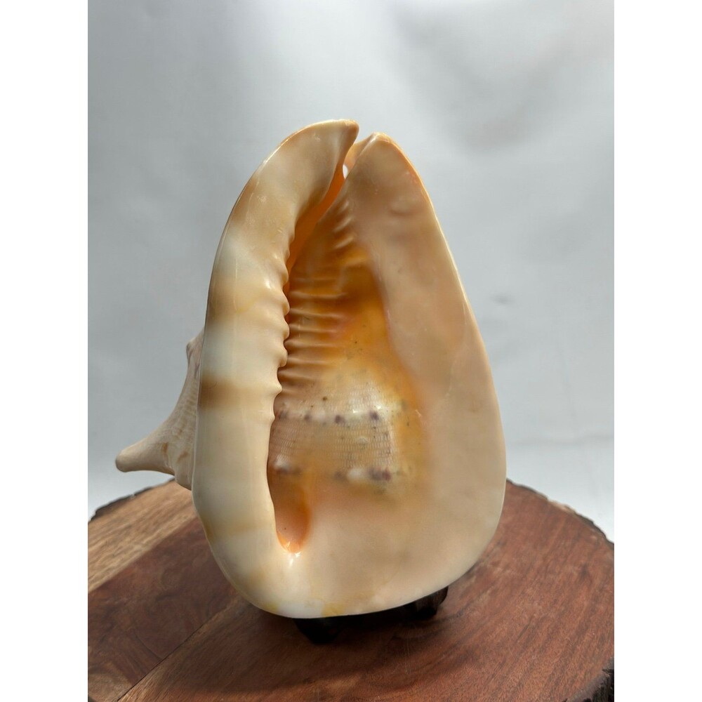 Horned Queen Helmet Conch Shell Attached To Handmade Base